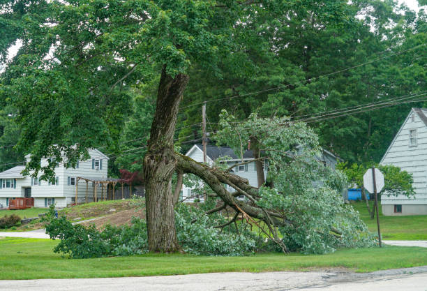 Best Professional Tree Care  in Oyster Creek, TX